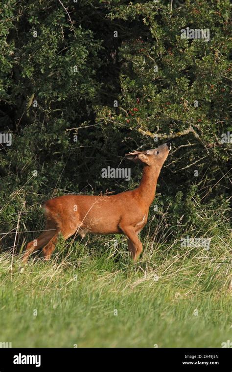 ROE DEER, UK Stock Photo - Alamy