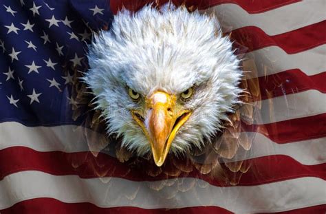 2,605 American Eagle Flag Stock Photos - Free & Royalty-Free Stock Photos from Dreamstime