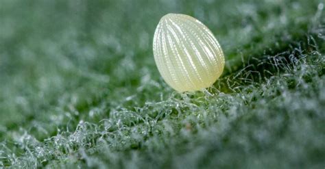 Monarch Butterfly Eggs: What They Look Like & More - IMP WORLD