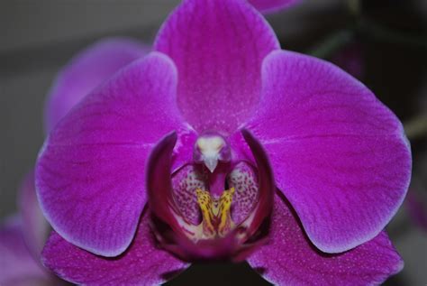 Phalaenopsis Orchidee | I wore them the first day all day for work and they were comfortable all day