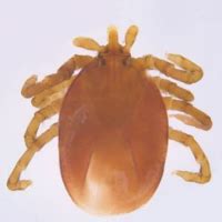 ﻿Molecular characterisation of three Ixodes (Pholeoixodes) species ...