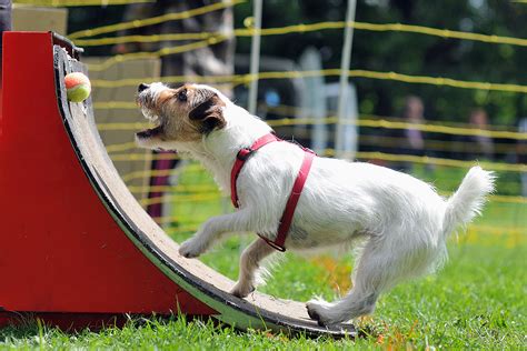 Intro to Flyball | K9 Sports Nation