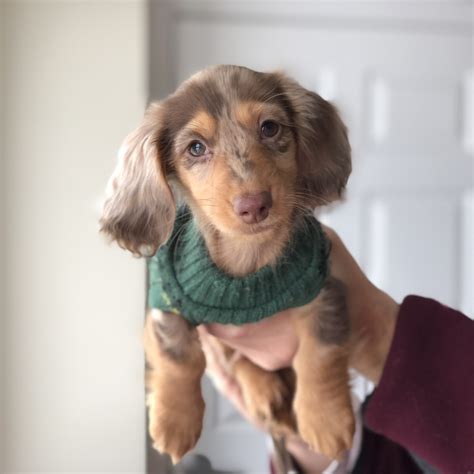 The Best Dachshund Breeders in New England - Roswell Weenie