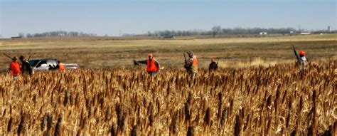 South Dakota Pheasant Hunting Forecast 2024 - Avrit Carlene