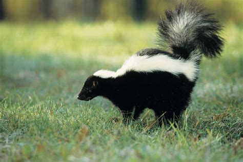 Skunks zwyczajny - Gruczoły zapachowe skunksa - GeoZoo