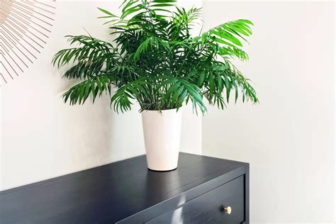 Parlor Palm Plant Care - How to Grow & Maintain Parlor Palms | Apartment Therapy