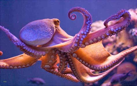 Octopus Wallpapers - Wallpaper Cave