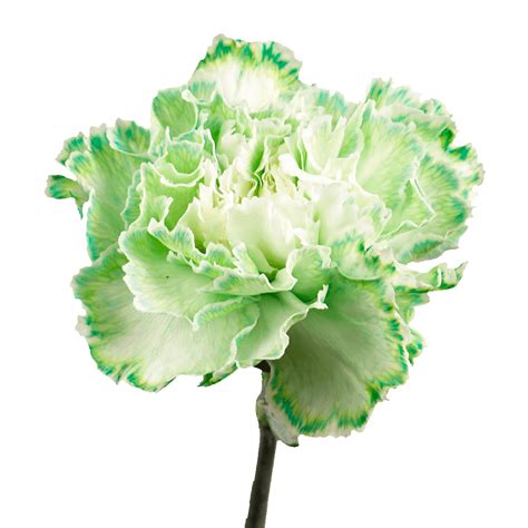 Green Carnations - Aisha Flowers