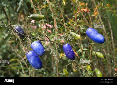 Flax lily (Dianella tasmanica) berries, February, Liliaceae, Strahan, Tasmania, Australia Stock ...