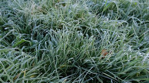 Download wallpaper 3840x2160 grass, frost, macro, green 4k uhd 16:9 hd ...