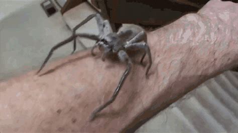 Sydney Funnel Web Spider GIFs - Get the best GIF on GIPHY