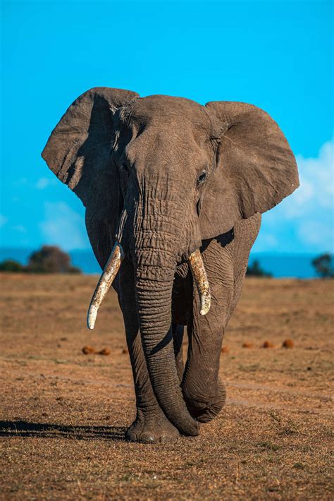 Lets talk about African elephants highly sensitive feet! #factfriday – Ubuntu Wildlife Trust