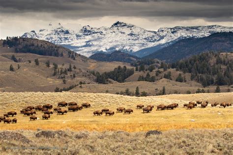 Bison Herd in Fall Grass with Snowy Mountains | Cindy Goeddel ...