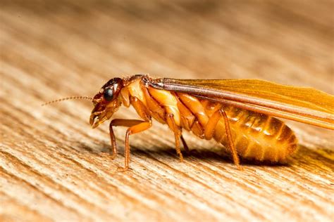 Get rid of flying termites in the home | Pegasus Pest Control