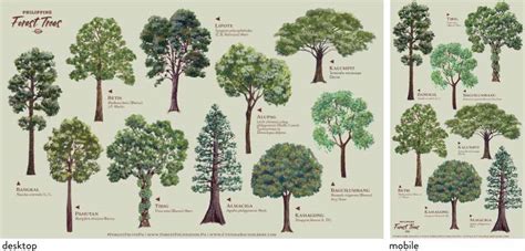 Free Philippine Forest Trees Wallpaper for Earth Day 2020 | Cynthia Bauzon-Arre