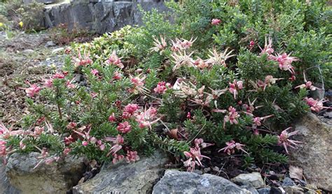 Spring has Sprung! - Alpine Garden Society