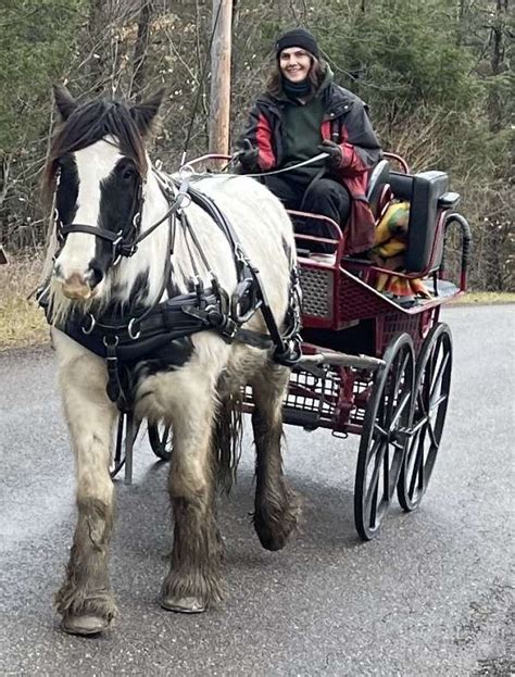 Ride and Drive 5yo Gypsy Vanner Gelding