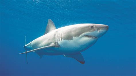 Shark and Shark Products Trade Channel and its Conservation Aspects in Bangladesh | Species of ...