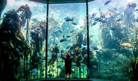 15 reasons to visit the Two Oceans Aquarium in Cape Town