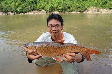 MALAYSIAN FISH HUNTER: Ikan Kelah - King Of The River