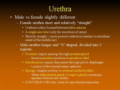 The Urinary System Functions of the Urinary System