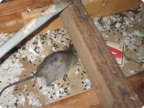 How to Prevent Rodent Damage in an Attic