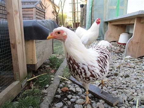 Yokohama Chicken: Facts, Pictures, Traits & Care Guide | Pet Keen