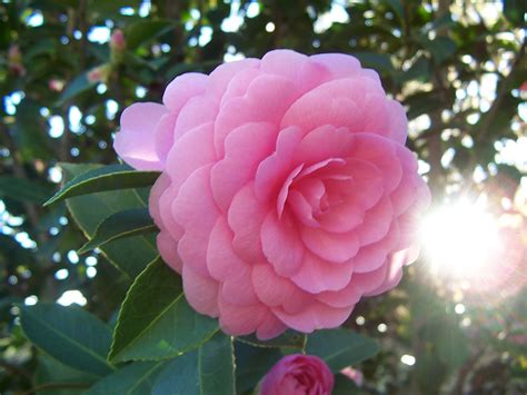 File:Camellia japonica 'Pink Perfection'.jpg - Wikimedia Commons