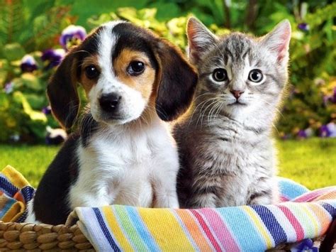 Cat-Friend VS Dog-Friend 2 | Good Morning Blog!