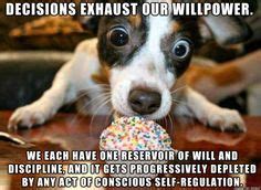 decision making meme - Google Search Love My Dog, Cute Puppies, Dogs And Puppies, Cute Dogs ...