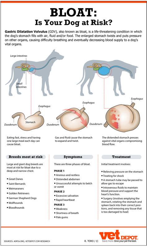 How Do Dogs Get Twisted Gut