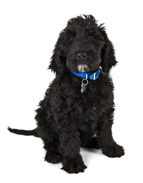 Black Labradoodle Puppy facts You Didn’t Know You Wanted to Know - Barksdale Labradoodles