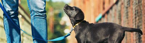 Tips to Help Keep Your Dog Protected from Fleas | FRONTLINE®