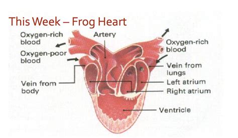 Frog Heart Anatomy - Anatomy Book