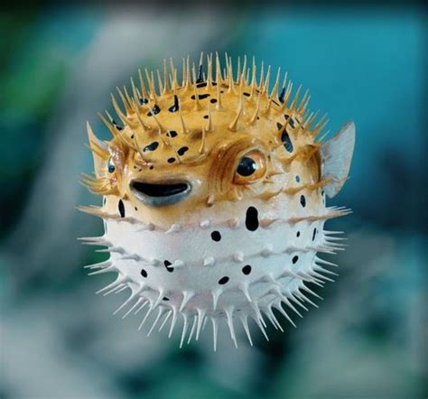 PUFFER FISH--THE SPIKES ARE POISONOUS | Beautiful sea creatures, Marine ...