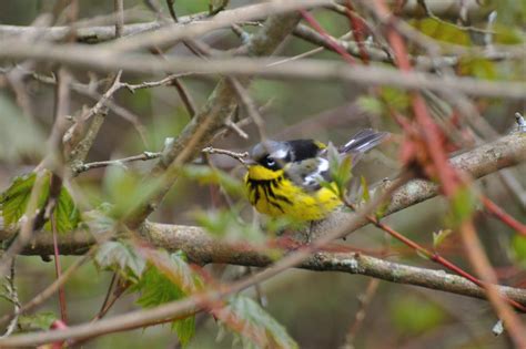 Magnolia Warbler by JacobsPhotography1 on DeviantArt