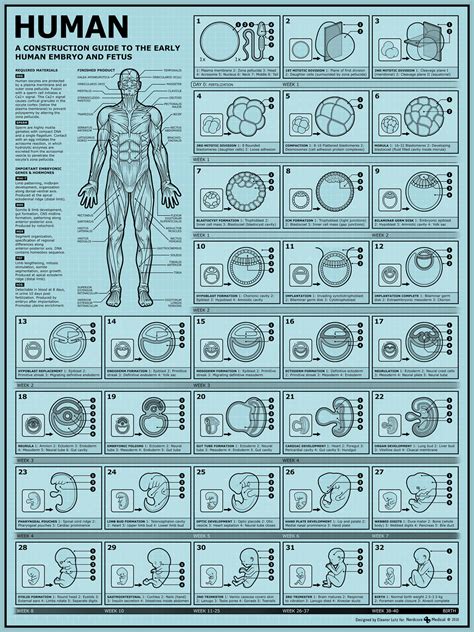 How to build a human II