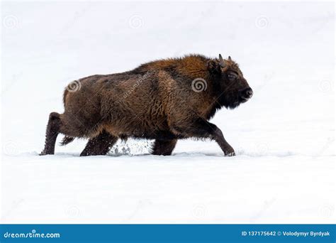 European Bison Bison Bonasus in Natural Habitat Stock Photo - Image of large, bovinae: 137175642