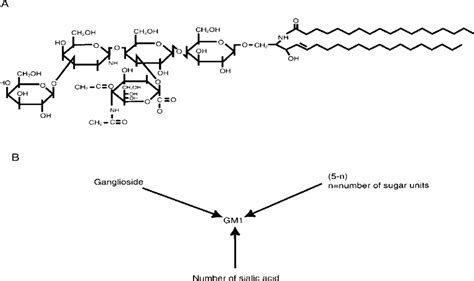 The structure of ganglioside GM1 (panel A) and Svennerholm's... | Download Scientific Diagram