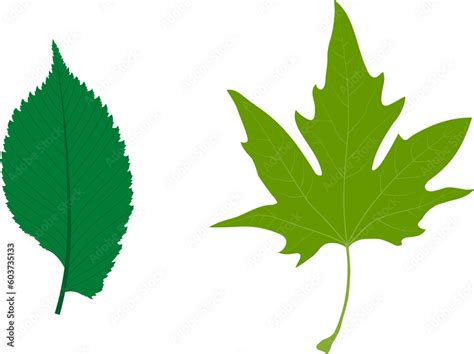 Simple leaves examples. Simple leaf with pinnate venation (Ulmus laevis). Simple leaf with ...