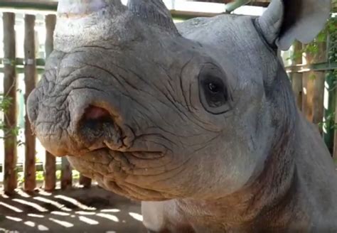 WATCH: Vet shares inspiring story of black rhino that survived poaching attempt | Lowvelder