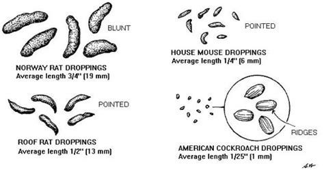 Cockroach Poop: How to Identify and Clean Roach Droppings