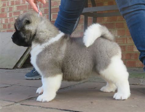 Akita Puppies For Sale | Houston, TX #192186 | Petzlover