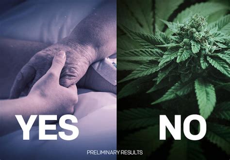 NZ referendum preliminary results – yes to euthanasia reform, no to cannabis | Asia Pacific Report
