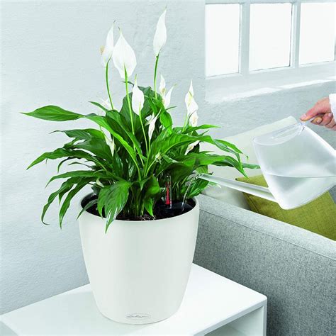 15 Awesome Indoor Self Watering Planters That Really Work - Smart ...