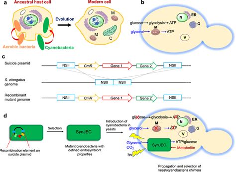 Endosymbiotic theory and our platform to recapitulate the evolution of... | Download Scientific ...