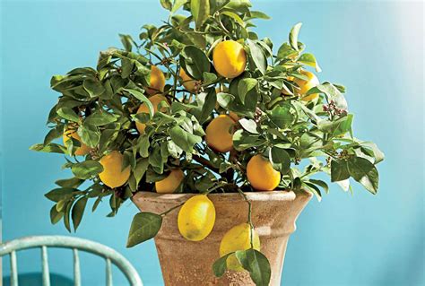 How To Grow And Care For Meyer Lemon Trees