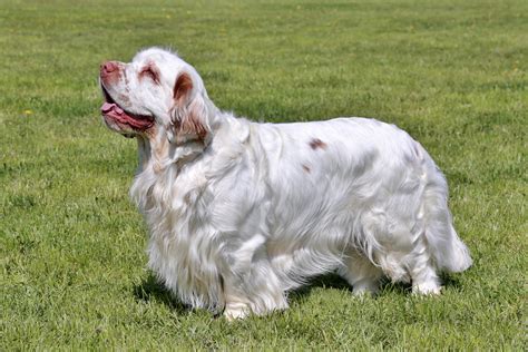 Clumber Spaniel (character, nutrition, care)