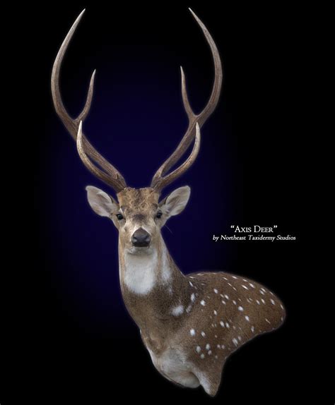 Axis Deer Mount | Axis Deer by Northeast Taxidermy