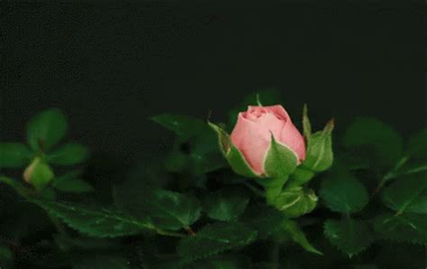 Imagen De Flor GIF - Flower Roses - Discover & Share GIFs